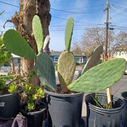 Plant Sale - Jade, White Iris Lilly, Napoles Paddle Cactus 