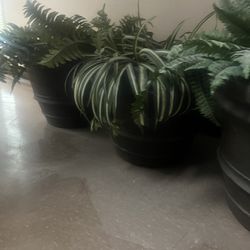 Plants Pots (fake)