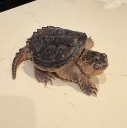 Snapping Turtle enclosure