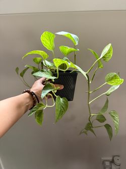 4” Inch Marble Queen Pothos Plant A