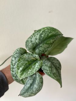 Assorted plants