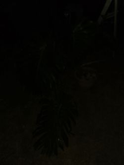 Monstera Deliciosa