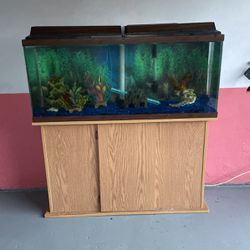 50 Gal Aquarium 