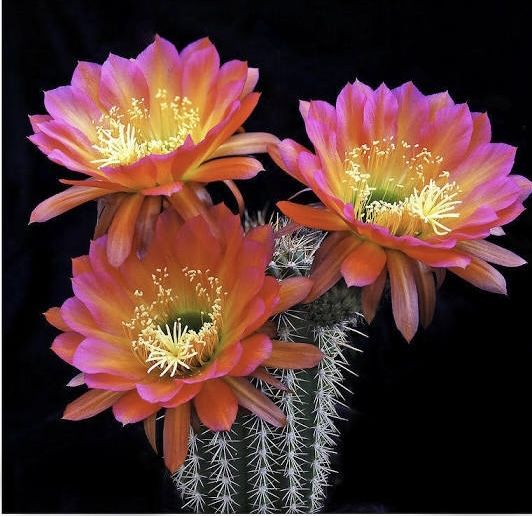 Arrojadoa  Cactus On A Ceramic  Pots