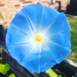 Morning Glory Seeds-Home grown!