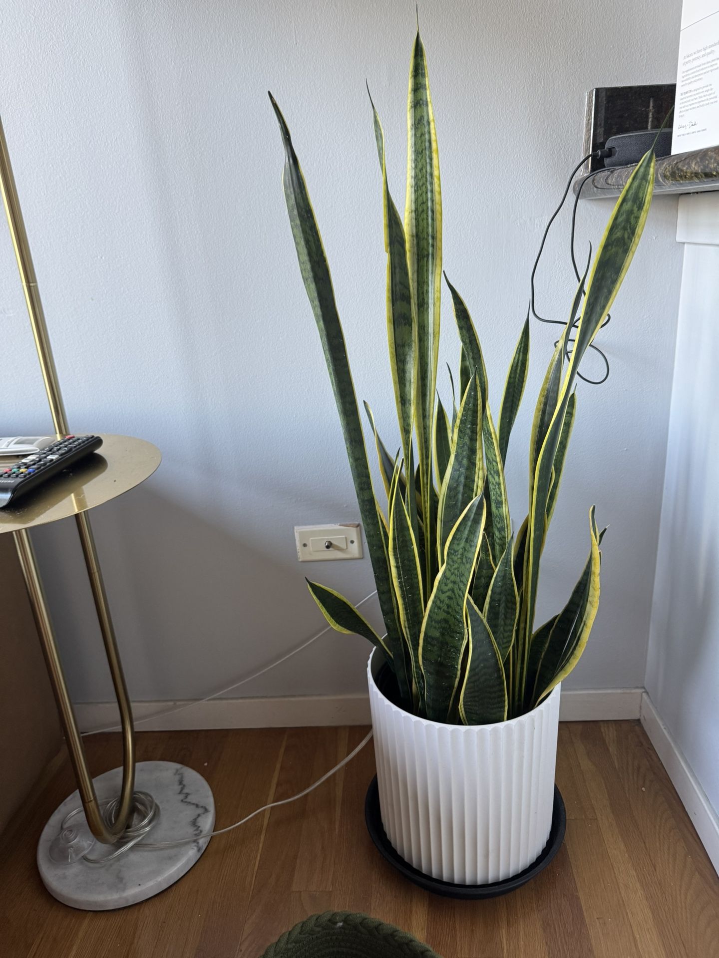 Snake Plant w/ Pot