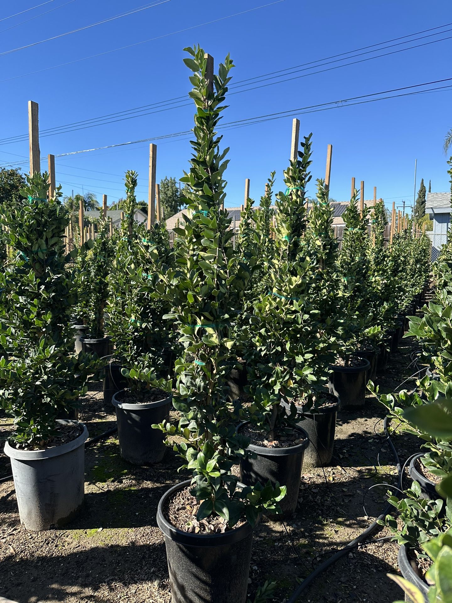 Ligustrum Waxleaf Privet