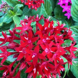 ❤️ Plant: Penta Roja