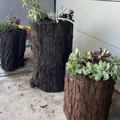 Succulent Stumps
