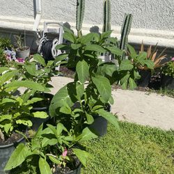Plantas De Florifundio O Anjel Trompet Color Amarillo Y Rosita 