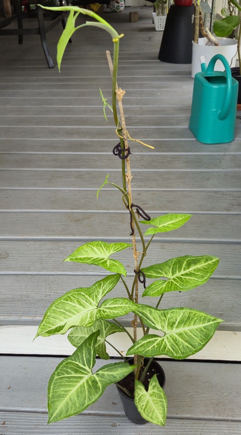 Arrowhead  Trailing Vine 32" Tall Plant