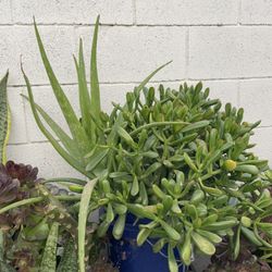 Jade Plant Includes Surprise Plant