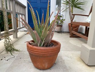 Large Aloe in Pot