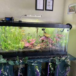 40 Gallon Fish Tank W/ Stand And Everything