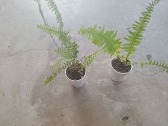 plantas $4 cada una