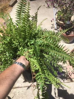 $6 boston fern in 5 gallon