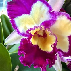 Cattleya Orchid, Big And Fragrant With Many Flowers And Buds