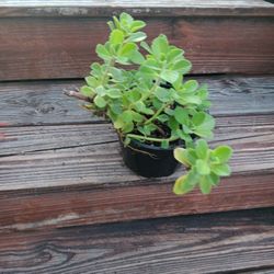 Oregano/Suriname Thyme Plant