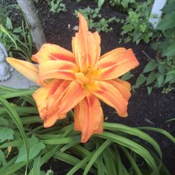Orange daylilies one dollar a cutting