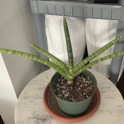 Starfish Snakeplant