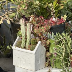 PLANTS FOR SALE !!!