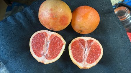 Fresh FREE Pink Grapefruit
