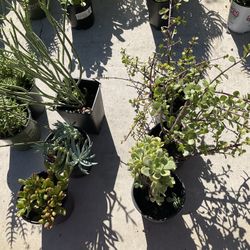 Different Kinds Of Plants Sale