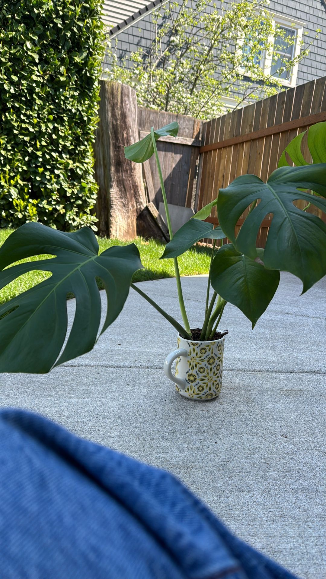 Monstera Plant