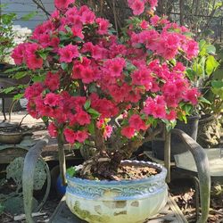 bonsia trees and garden plants