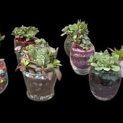 MANY Succulent Decorations in glass or ceramic