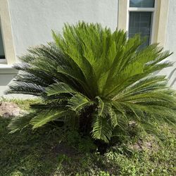 Plant: 4-4.5 Ft Tall