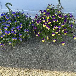 2 Handing Flowers Baskets Both For $30