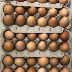 Chicken Goose Duck And Turkey Eggs