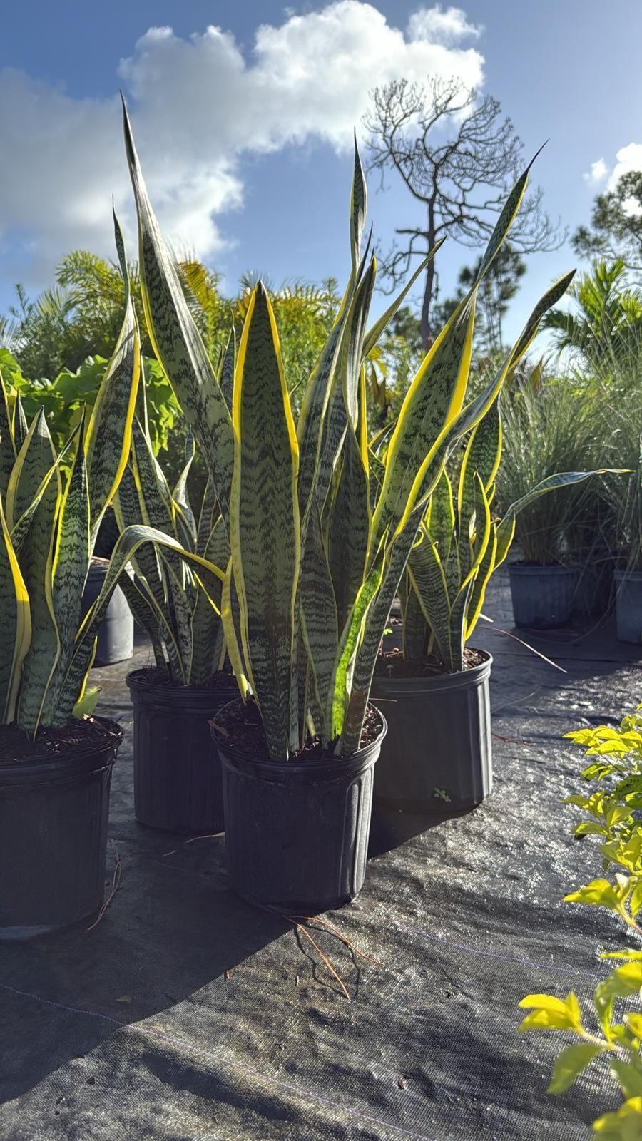 Snake Plant - 3gl
