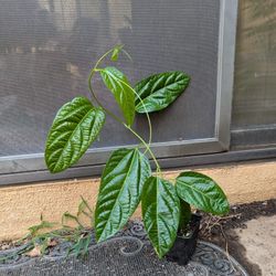 Purple Passion Fruit Plant 