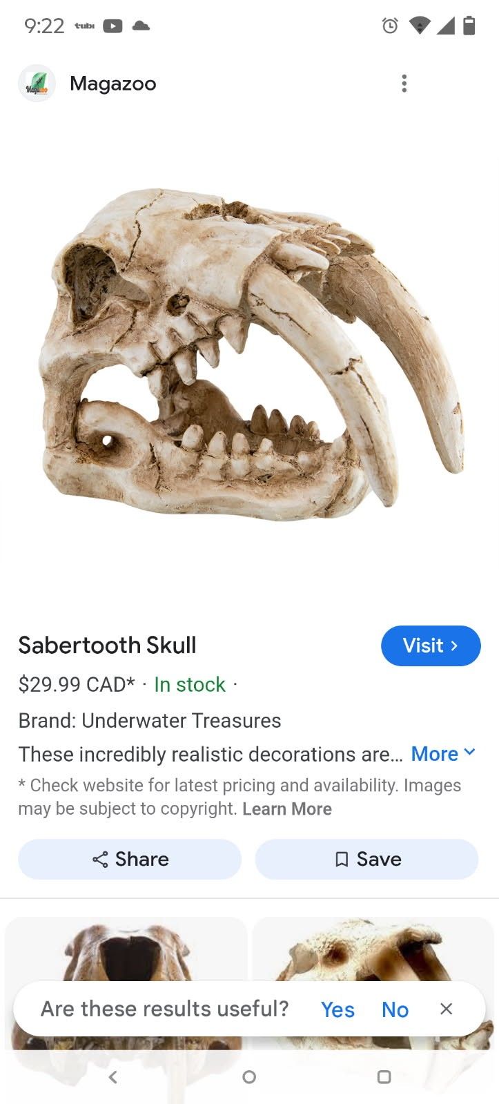 Sabertooth Skull
