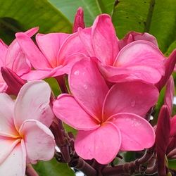 Pink  Jack Plumeria Plant Bluming