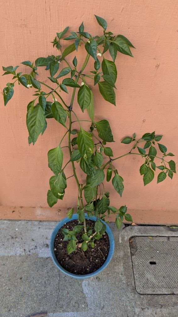 Serrano chili pepper plant