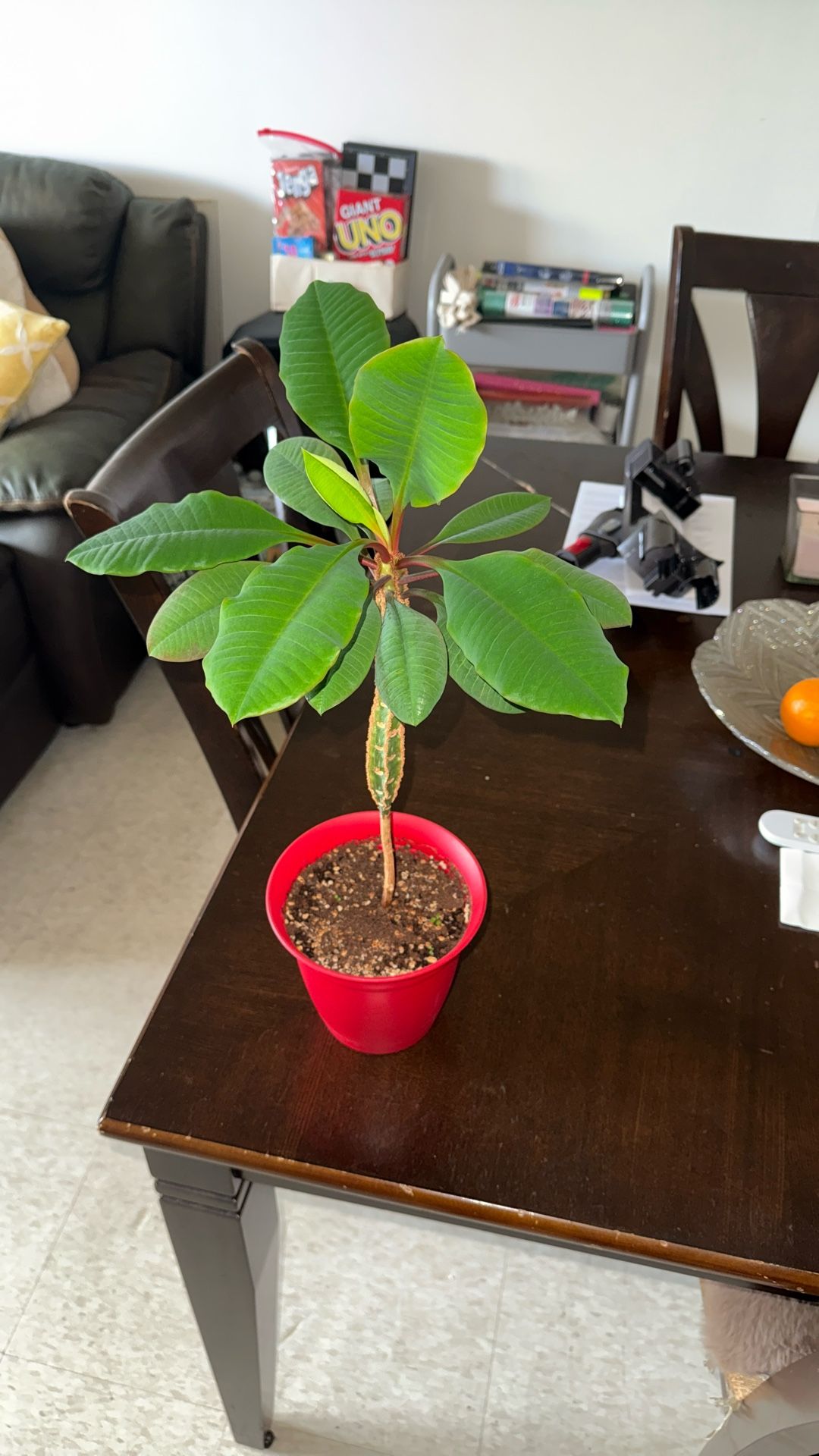 Madagascar Jewel Plant
