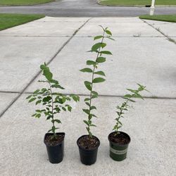 3 American Elm Trees