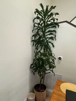 Dracaena fragrans corn plant