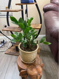 Live ZZ Gem Zanzibar Plant with Ceramic Pot (Please read full description)