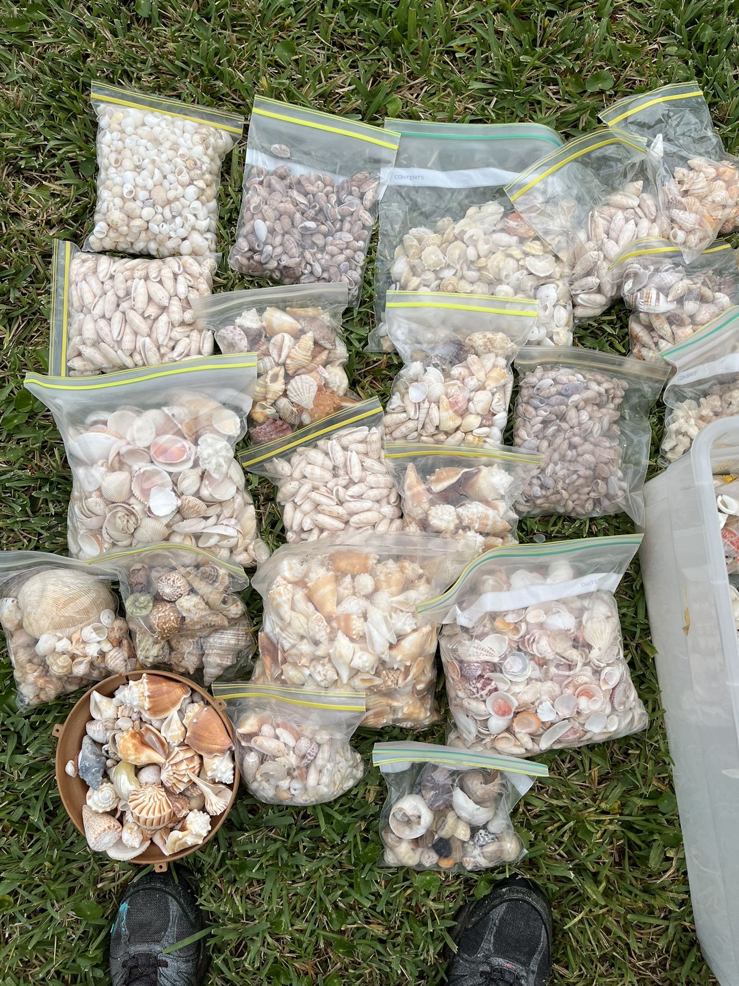 Shell Collection