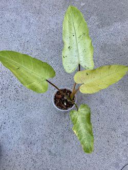 Philodendron Whipple Way Mint