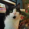 El Gato
