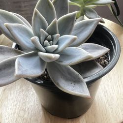 Succulent Plant in Pot