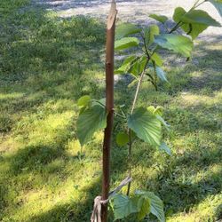 Pakistani  mulberry tree 5ft tall with fruit on