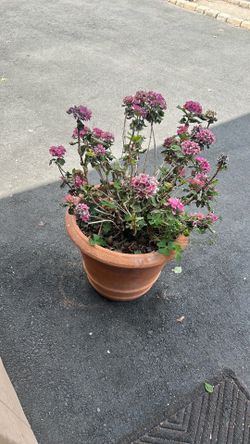 Flower pot