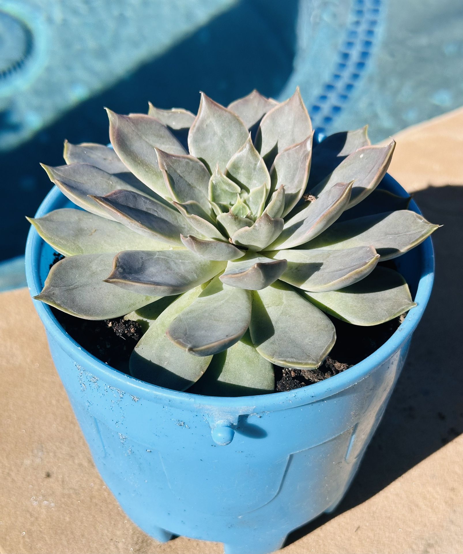 Beautiful Succulents 