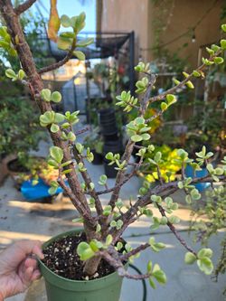 Elephants  plant
